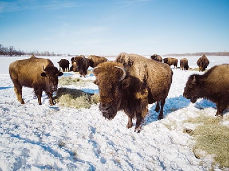 IMAGE: A group of buffalo at FortWhyte Alive in the winter